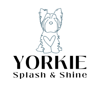 What To Do If Your Yorkie Is Lost